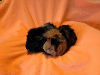 Rescue Guinea Pig Guinea Pigs for Adoption in South Bend, Indiana - Toby And Mac | PetCurious